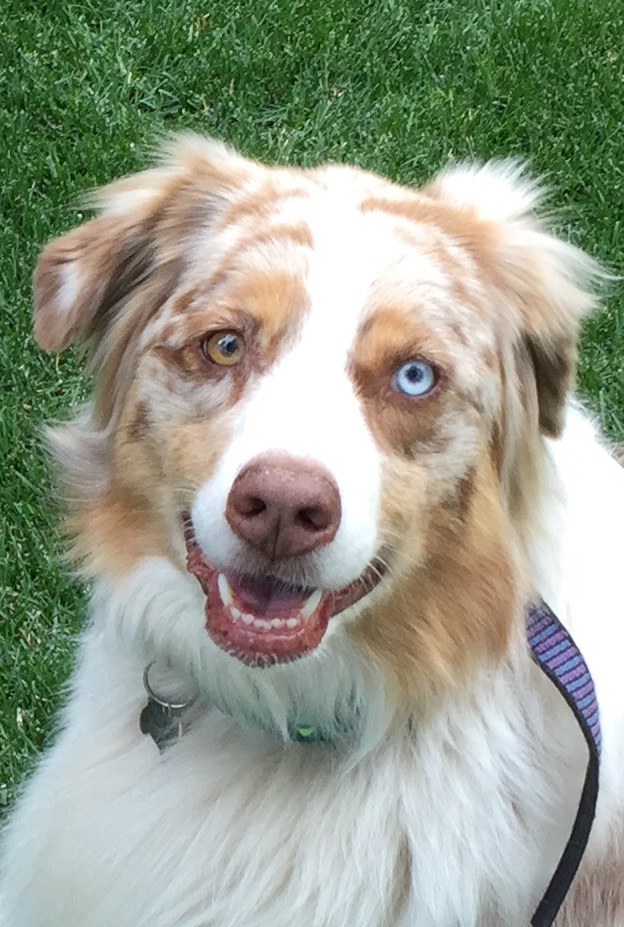 Dog Friendly callout